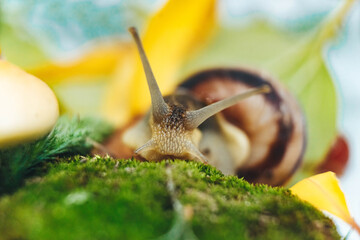 snail on leaf