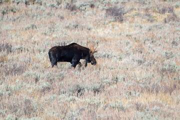 Wall Mural - Bull moose in open meadow