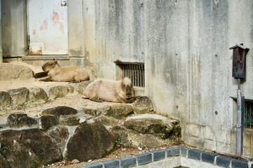 Poster - Capybara in zoo.