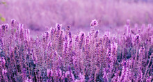 Purple Flower Meadow Background.