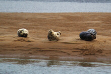 3 Land Seals