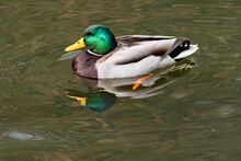 A Male Mallard Duck Reflected Clearly In The Tranquil Lake