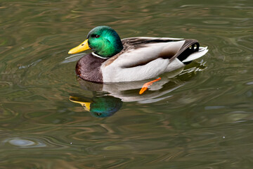 A male Mallard duck reflected clearly in the tranquil lake