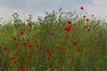 Red Poppy's And Phacelia's Outside Photo