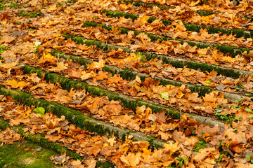 Sticker - Old stairs strewn with autumn leaves