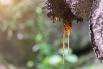 Poster - Yellow rubber wood from the trees