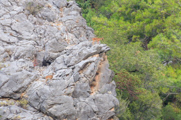 Wild mountain goats on a rock in the Taurus mountains in Turkey