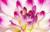 Fototapeta Kwiaty - Dahlia flower