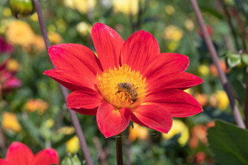 Wall Mural - Dahlia flower