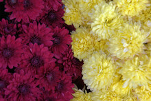 Flower, Red And Yellow Mums Fall Color