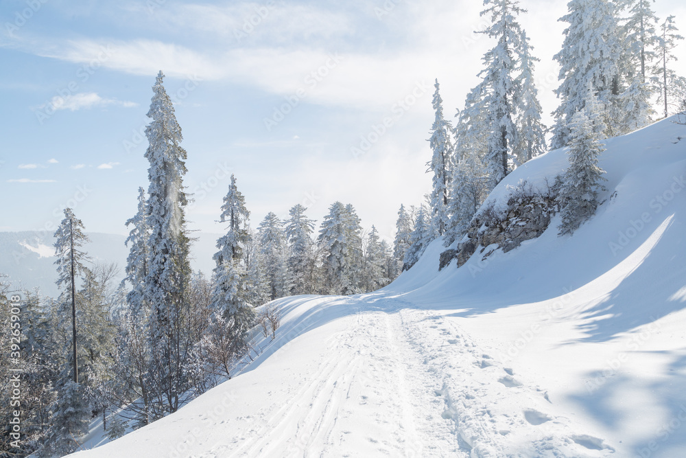 Sapins enneigés dans la forêt à Autrans Stock Photo | Adobe Stock