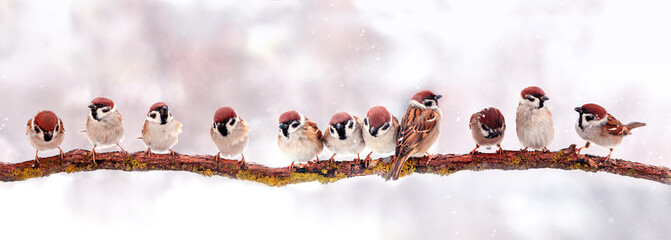 Wall Mural - panoramic photo with a flock of birds sparrows sitting on a branch on a Christmas winter snow day