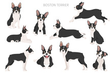 Boston Terrier Clipart. Different Poses Set. Adult And Boston Terrier Pupp