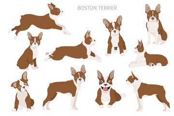 Wall Mural - Boston terrier clipart. Different poses set. Adult and boston terrier pupp