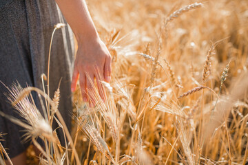 wheat field. the girl runs her hand through the wheat. beautiful background of wheat field.