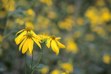 Prairie, Black Eyed Susan Yellow Fall Flower
