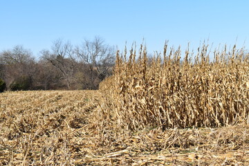 Canvas Print - Harvested Corn Field