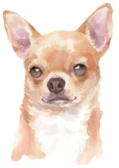 Water colour painting of Chihuahua dog.