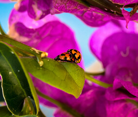 Wall Mural - Ladybugs in spring
