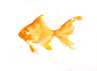 goldfish