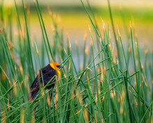 Yellow Winged Blackbird Sitting A Green Reeds