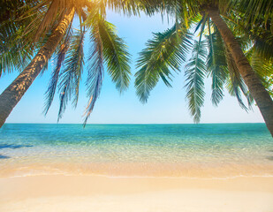 Poster - tropical beach with coconut palm