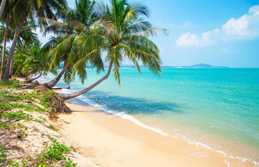 tropical beach with cocnut palm tree