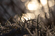 Frost auf Gras im Sonnenlicht