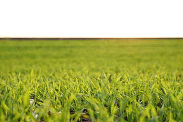 Beautiful view of fresh green grass outdoors, closeup