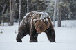 Brown bear in winter