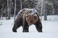 Brown Bear In Winter