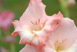 Light pink gladiola flower in full bloom. Pink flower isolated against green foliage background. Flower blooming in the garden during springtime. Flower in the meadow. Country garden
