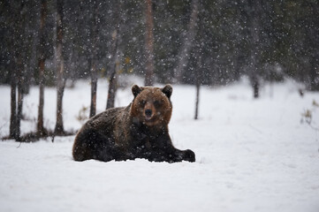 Wall Mural - bear in the snow
