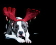 © phxzoonorth - Grey and white pitbull dog wearing red holiday Christmas antlers lays on black backdrop looking at camera.