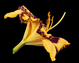 Fototapeta Londyn - Yellow-burgundy flower, lat.Hemerocallis, isolated on black background