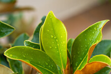 Green Magnolia Leaves Covered With Raindrops