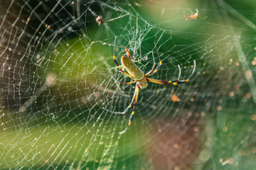 Spider