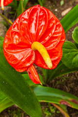 Poster - Flower of Costa Rica