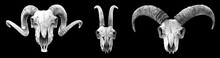 Horned Skulls On Black Background
