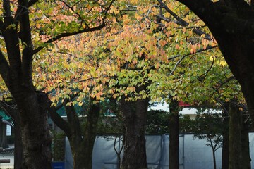 Poster - Autumn leaves of cherry trees in the park.