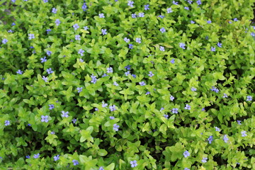 Sticker - Giant red bacopa or lemon bacopa or water hyssop (Bacopa caroliniana) flower in Japan