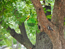 Birds At A Feeder: American Goldfinch And White-breasted Nuthatch Birds Surround A Green Bird Seed Feeder Hanging From A Tree Branch On A Warm Sunny Day