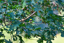 Bird On A Branch: American Goldfinch Bird Sits On A Leaf Filled Tree Facing Away Looking Into The Vibrant Summer Forest Showing His Breeding Feathers Of Male And Black 