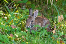 Cottontail Rabbit Hiding In The Weeds With A Leaf In Its Mouth