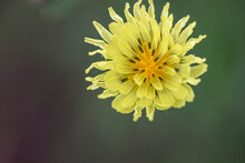 False Dandelion Summer Flower
