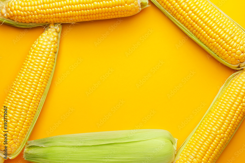 Frame made of fresh corn cobs on color background
