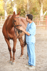 Canvas Print - Veterinarian examining cute horse outdoors