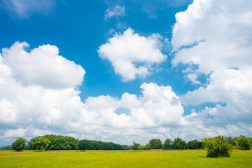 Wall Mural - green field and blue sky.white cloud.