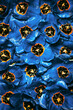 Detail macro photo of beautiful blue tulips with drops of water, as background. Blossoming passion flowers.