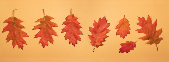 Canvas Print - Pattern old dry red autumn oak leaves on a yellow background.